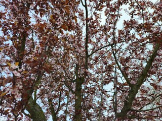 Spring cherry blossom in Netherlands. Beautiful branch of pink cherry flowers in spring. Cherry blossoms closeup pink blooms in spring.Pink trumpet tree blooming in the park, ornamental flower.