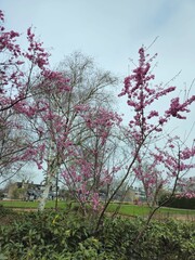 Fototapeta premium Spring cherry blossom in Netherlands. Beautiful branch of pink cherry flowers in spring. Cherry blossoms closeup pink blooms in spring.Pink trumpet tree blooming in the park, ornamental flower.