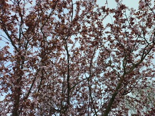 Spring cherry blossom in Netherlands. Beautiful branch of pink cherry flowers in spring. Cherry blossoms closeup pink blooms in spring.Pink trumpet tree blooming in the park, ornamental flower.