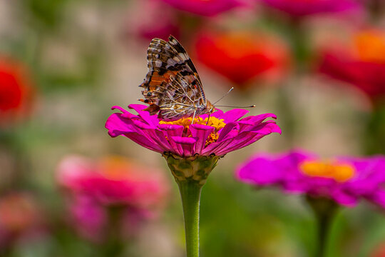 Beautiful colorful butterfly sitting on a purple flower close-up	
