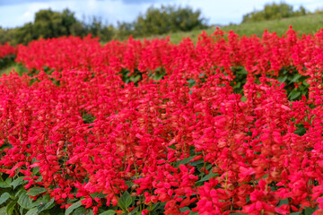 鮮やかなサルビアの花畑