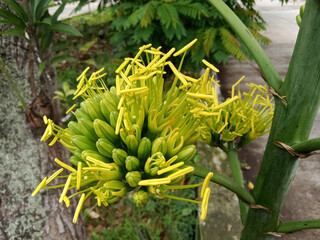 Obraz premium Agave chrysantha, the golden-flowered century plant, is a plant species endemic to Arizona. The species is distinguished by its bright yellow flowers, borne on a flowering stalk up to 23 feet tall