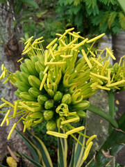 Obraz premium Agave chrysantha, the golden-flowered century plant, is a plant species endemic to Arizona. The species is distinguished by its bright yellow flowers, borne on a flowering stalk up to 23 feet tall