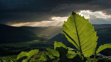 A dramatic landscape featuring a large leaf in the foreground and rays of light breaking through clouds.