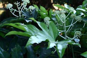 葉が天狗の団扇