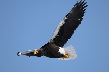 Steller's sea eagle (Haliaeetus pelagicus), also known as the Pacific sea eagle or white-shouldered eagle, is a very large diurnal bird of prey in the family Accipitridae.