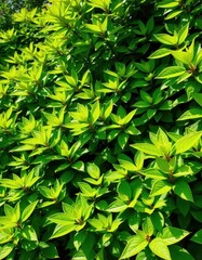 Lush green foliage backdrop, vibrant leaves in sunlight, vegetation, leaves, tropical