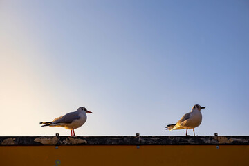 bird on a wire