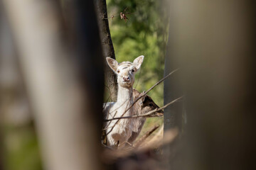Albinism