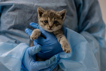 A veterinarian wearing a blue protective suit and gloves carefully holds a small gray-brown stray...