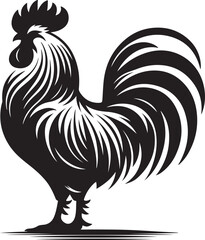 rooster isolated on white background