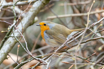 robin on a branch