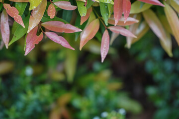 Close-Up of Colorful Leaves with Gentle Hues and Empty Space for Natural Background Composition