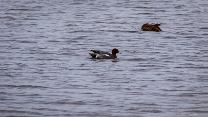 Shelducks, Mallards, Wigeon and Moorhen feeding on a lake.