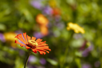 Orange Zinnia in Lush Garden