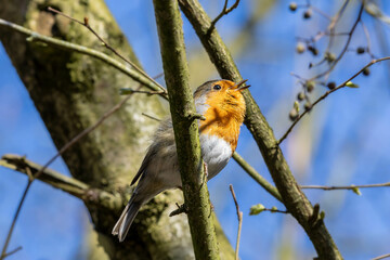 robin on branch