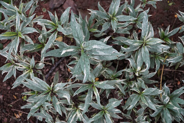 Obraz premium Closeup Of Variegated Green Leaves In A Lush Garden Setting Surrounded By Earthy Soil