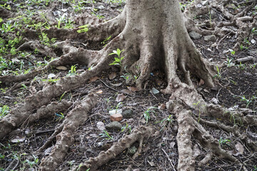 Intricate Tree Roots Spreading Across the Ground in a Lush Forest Environment