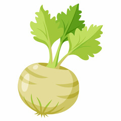 Celeriac vegetable isolated vector