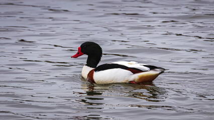 Shelducks, Mallards, Wigeon and Moorhen feeding on a lake.