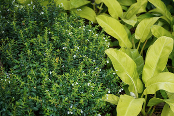 Lush Green Foliage with Vibrant Leaves and Delicate White Flowers in a Natural Landscape