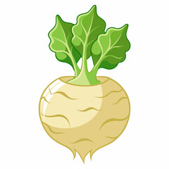 Celeriac vegetable isolated vector