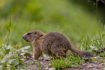 Marmot