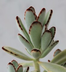 Succulents grow, close-up. Composition from succulent plants 