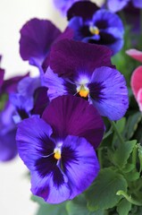 Purple and blue flowers pansies close-up on a blurred background. Suitable for garden, flower beds, landscaping
