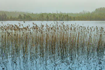 A serene forest with layers of pine and birch trees stands along a tranquil lake, partially veiled...