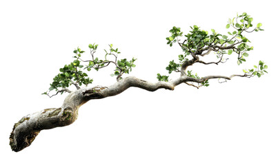 Fototapeta premium Realistic Bonsai Tree Branch with Small Delicate Green Leaves Isolate on Transparent Background, cutout, png