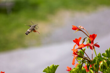 hummingbird hawk-moth