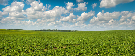 panoramic view of green sugar beet field under a blue sky with clouds, agricultural landscapes