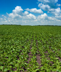 Fresh green leaves in a sugar beet field stretch to the horizon with blue sky