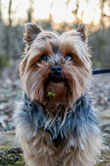 yorkshire terrier puppy