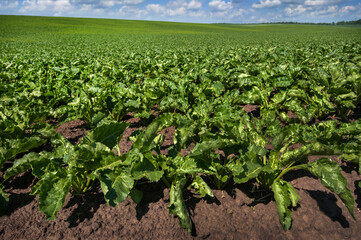 green leaves of sugar beets field to the horizon, wide angle close up