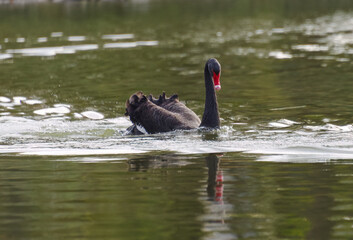 black swan with elegant body tension, black swan swimming in the lake, swan with scarlet beak,...