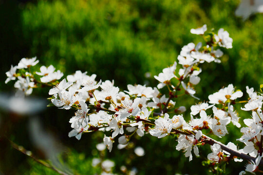 white flowers in the garden