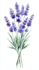 Obraz premium Watercolor Illustration of Lavender Bouquet. Watercolor Botanical Illustration of Lavender Bouquet Isolated on White Background. Vintage Style Floral Decoration
