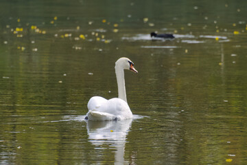 white swan with elegant body tension, mute swan swimming in the lake, white swan and coot in the...