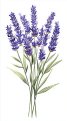 Naklejka premium Watercolor Illustration of Lavender Bouquet. Watercolor Botanical Illustration of Lavender Bouquet Isolated on White Background. Vintage Style Floral Decoration
