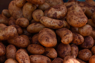 Freshly harvested potatoes piled up at the local market under bright daylight