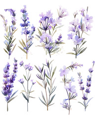 Fototapeta premium Floral flower vector Illustrations on white background