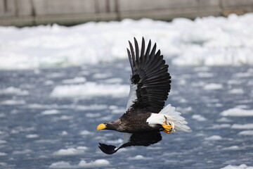 Steller's sea eagle (Haliaeetus pelagicus), also known as the Pacific sea eagle or white-shouldered eagle, is a very large diurnal bird of prey in the family Accipitridae.