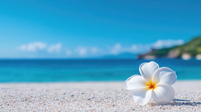 White flower lies on the ocean shore. White flower on a beautiful tropical beach by the sea.