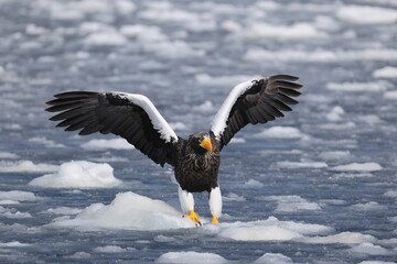 Steller's sea eagle (Haliaeetus pelagicus), also known as the Pacific sea eagle or white-shouldered eagle, is a very large diurnal bird of prey in the family Accipitridae.