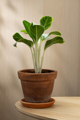Aglaonema sp, or Chinese Evergreen, adds a touch of green to any space.