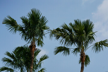 Three coconut trees on a blue sky background