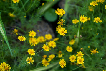Yellow flowers on a background full of bright green leaves.
