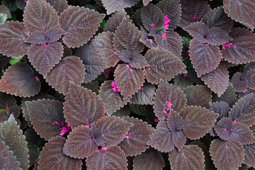 Abstract leaf pattern on leaf surface, leaf pattern background, nature background and wallpaper.